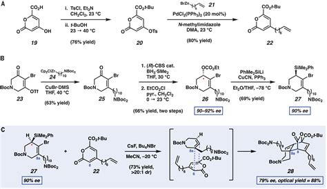 Total Synthesis Of Lissodendoric Acid A Via Stereospecific Trapping Of