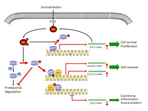 Protein kinase Akt identified as arbiter of cancer stem cell fate ...