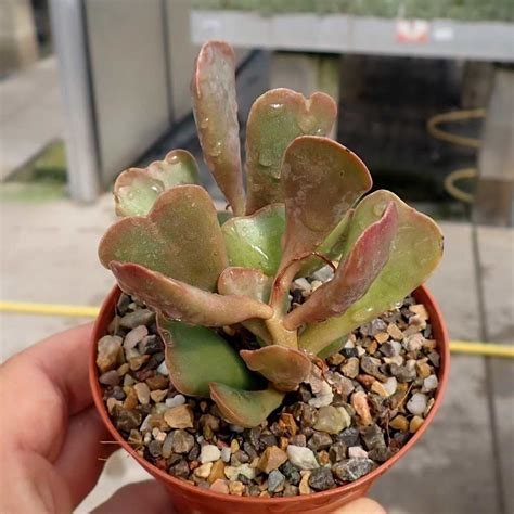 Adromischus Triflorus Sh Vergelegen Clone Uhlig Kakteen Ber