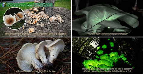 Ghost Mushrooms Mushrooms That Glow In The Dark