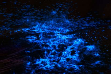 Bioluminescence Tours On The Indian River Banana River Boat