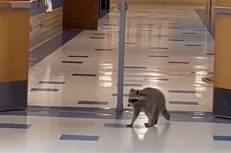 Three Raccoons Take Over The Classrooms Of A Texas High School Raustin