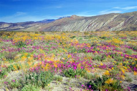 Nevada Wildflowers 2024 Belle Cathrin