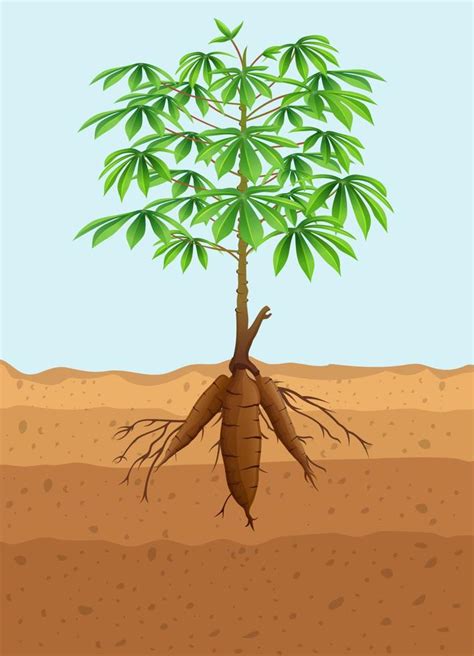 Cassava tree plant with roots 5158013 Vector Art at Vecteezy