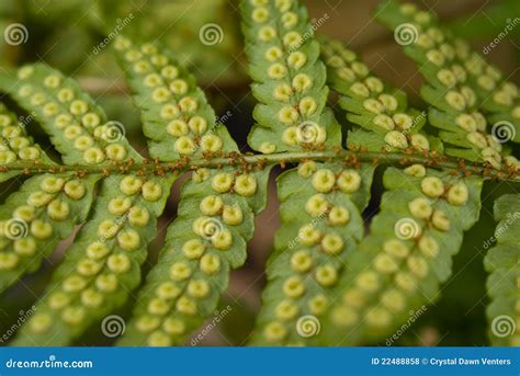 Fern Spores Royalty Free Stock Photos - Image: 22488858