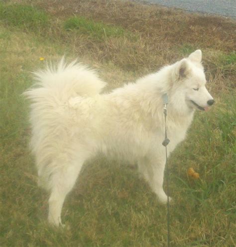 Daystar Samoyeds - Grooming The Samoyed