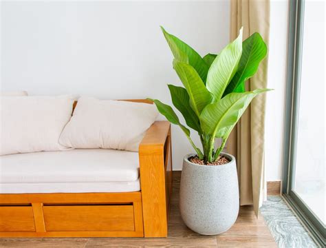 7 Tall Indoor Plants That Add Interest To Your Home - Backyard Boss