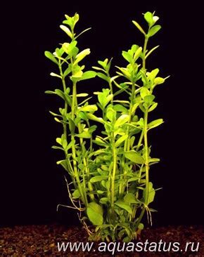 Бакопа карликовая/монье (Bacopa monniera) (Справочник аквариумных растений)