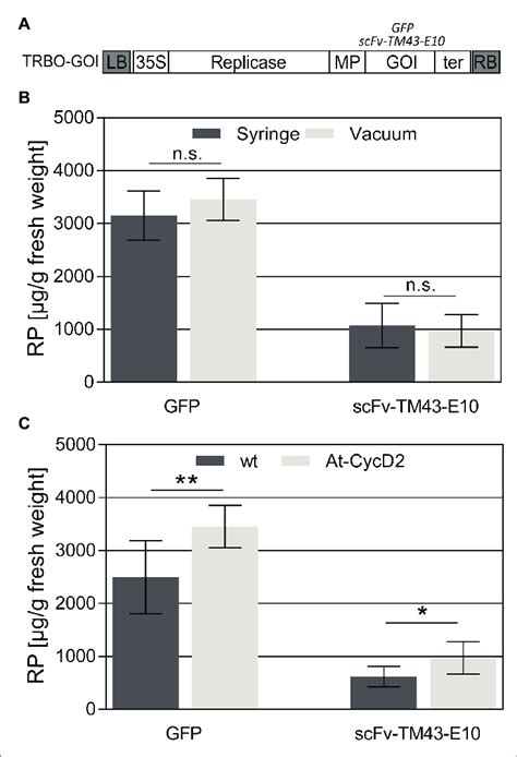 Accumulation Of Recombinant Proteins In Leaves Of N Benthamiana A