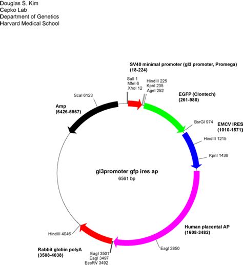 Addgene Sv40 Basal Promoter Gfp Ires Ap