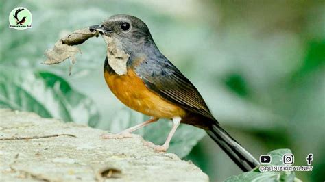 13 Makanan Extra Fooding EF Alternatif Terbaik Untuk Burung