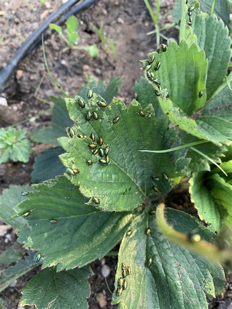 Help identifying these beetles on my strawberry plants? 😢 : r/gardening
