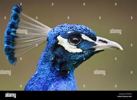 Indian Peafowl Pavo Cristatus Adult Male Close Up Of Head Arne Rspb