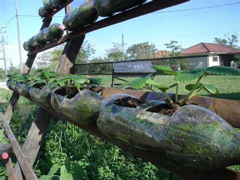 Cambucitros Cultivo Vertical De Morango Em Garrafa Pet