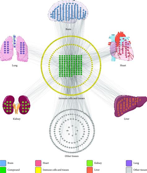 Compound-target-organ location map. .e displayed nodes collectively... | Download Scientific Diagram