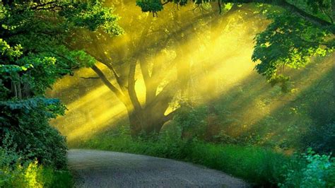 Download A Road With Sunlight Shining Through The Trees | Wallpapers.com