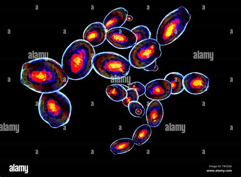 La Levadura Saccharomyces Cerevisiae Ilustraci N Fotograf A De Stock