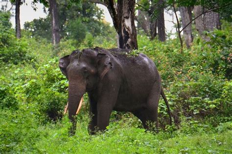 Bandipur National Park - How to reach, Things to do, Safari Timing