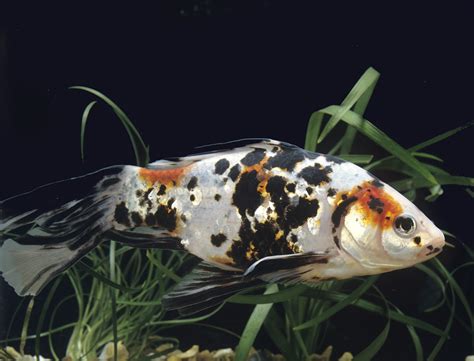 Shubunkin Goldfish Care, Information, & Pictures (Breed Guide)