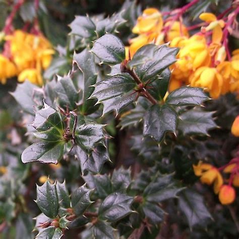 Berberis Compacta. New form of Berberis darwinii.