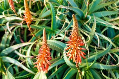 Aloe Arborescens Torch Aloe