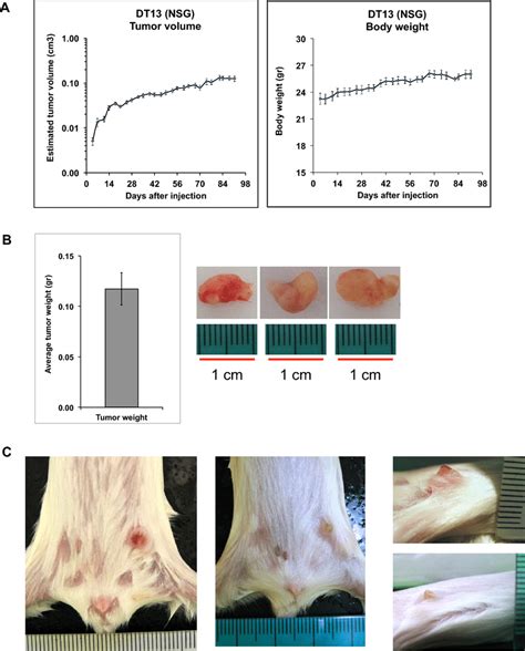 Tumor growth curves of DT13 cells in NSG mice. a Twelve mice were ...