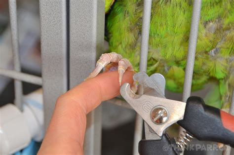 How To Trim Your Parrots Nails Thinkparrot