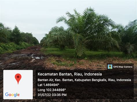 Ada Ratusan Hektar Kebun Sawit Dalam Kawasan Hutan Di Bengkalis Milik