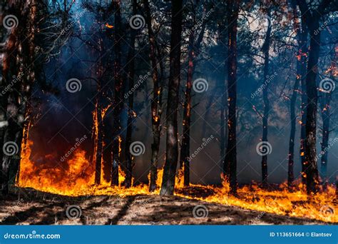 Forest Fire Burned Trees After Forest Fires And Lots Of Smoke