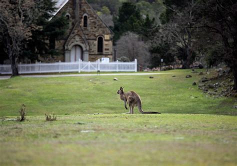 Free Images : architecture, lawn, wildlife, pasture, church, kangaroo, australia, rural area ...