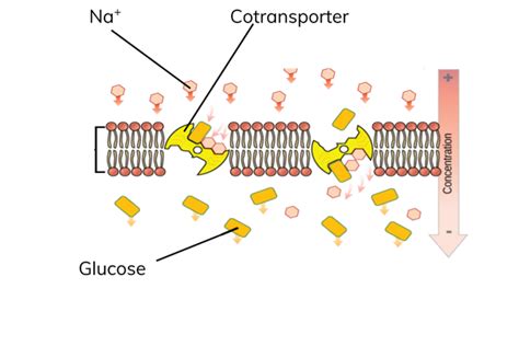 Active Transport Biology Aqa A Level