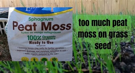 Too Much Peat Moss On Grass Seed How To Avoid Common Mistakes