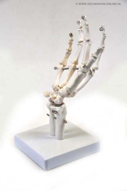 Veilinghuis Online Kavel Details Anatomisch Model