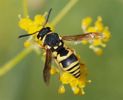 Avispas Y Abejas Las Avispas Son Más Importantes De Lo Que Pensabas