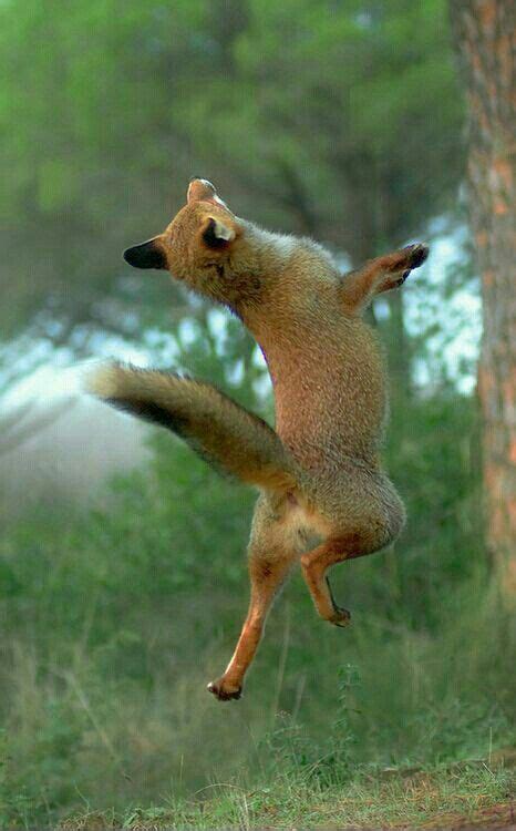 43 Best Fox Dancing Images In 2020 Fox Animals Wild Animals Beautiful