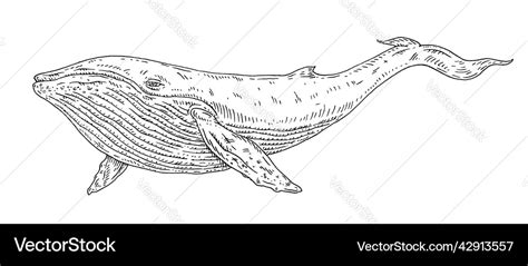 Whale on white vintage engraving monochrome black Vector Image