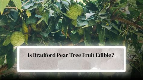 Bradford Pear Tree Fruit Edible: 3 Effects, Risks & Precautions ...