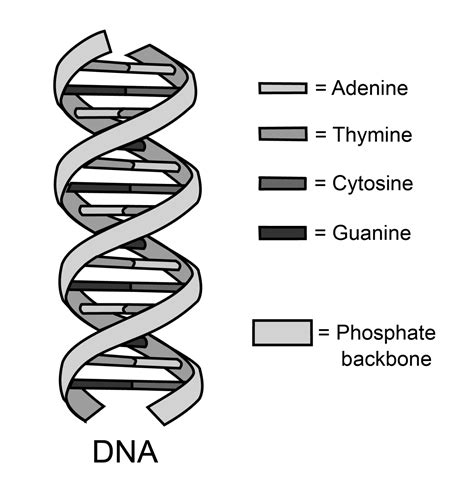 What Is Dna Comprehensive Biology Review Video And Faq