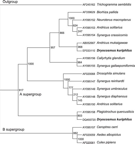 Phylogenetic Relationship Of Wsp Gene Sequences Of Wolbachia In