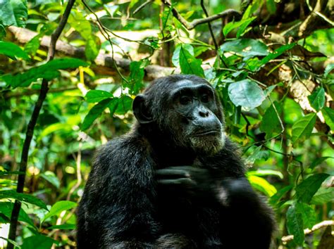 5 Days Kibale Chimpanzee Trekking Queen Elizabeth Safari