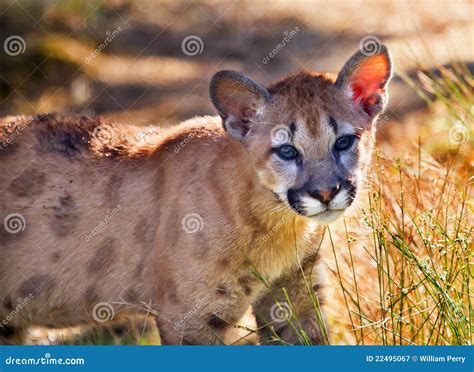 Puma Novo Concolor Do Gatinho Do Puma Do Leão De Montanha Imagem De