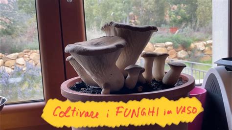 Coltivare I Funghi In Casa Tutorial Completo Sulla Coltivazione Del