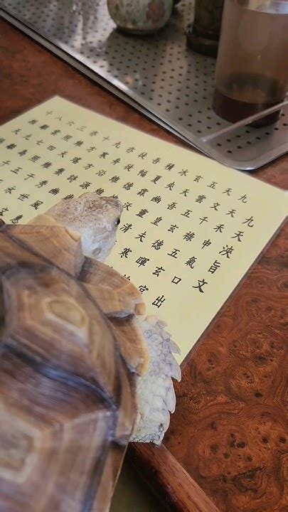 波波滿頭問號 烏龜 盾臂龜 Sulcata Turtle 蘇卡達 陸龜 不龜路 象龜 Youtube