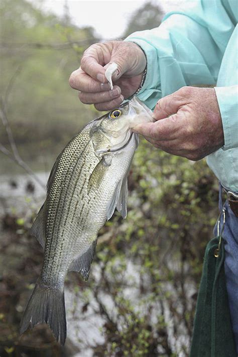 The Sand Bass Are Running - Coastal Angler & The Angler Magazine