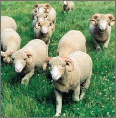 Dorset Sheep - Horned | Canadian Co-operative Wool Growers Limited