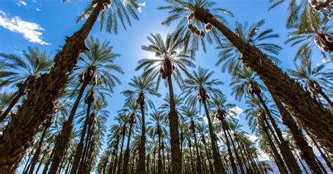 Indio Travel Guide | Indio Tourism - KAYAK