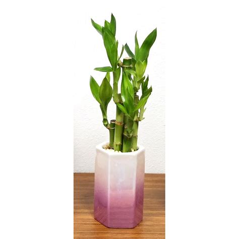 Ombre Hexagon Vase 5 With 5 Lucky Bamboo Stalks Eve S Garden Gifts