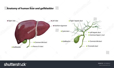 Liver And Gallbladder Diagram