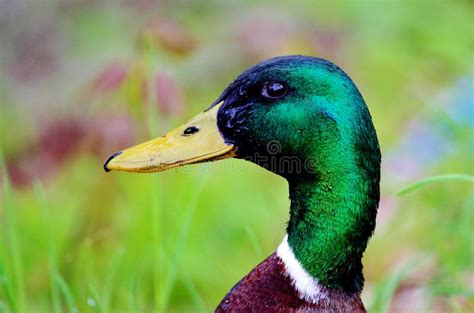 Mallard Stock Photo Image Of Beak Mallard Grass Head 45284606