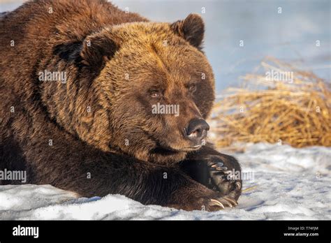 Captive Female Grizzly Bear Ursus Arctos Horribilis Approximately 19